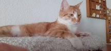 Timoscha (2)